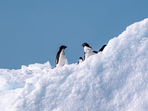 Превью обои пингвины, птицы, снег, дикая природа