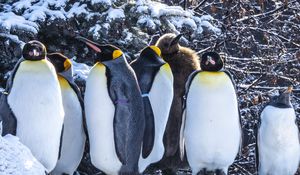Превью обои пингвины, птицы, снег, зима