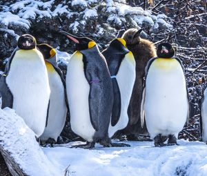 Превью обои пингвины, птицы, снег, зима