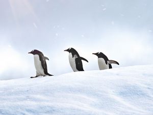 Превью обои пингвины, птицы, снег, прогулка