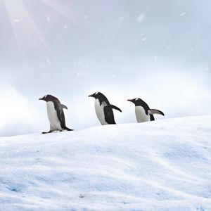 Превью обои пингвины, птицы, снег, прогулка