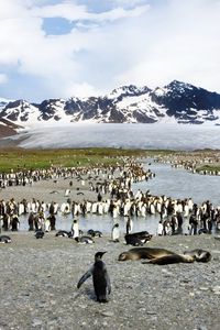 Превью обои пингвины, птицы, стая, горы, вершина, тюлени