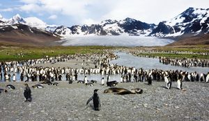 Превью обои пингвины, птицы, стая, горы, вершина, тюлени