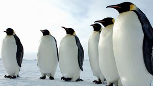 Превью обои пингвины, птицы, стая, окрас
