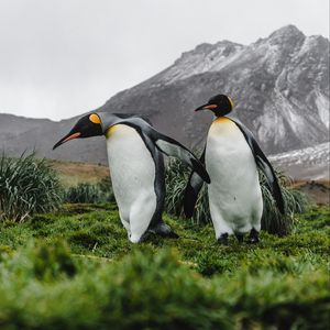 Превью обои пингвины, птицы, трава, гора, дикая природа