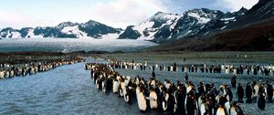Превью обои пингвины, север, горы, стая, колония