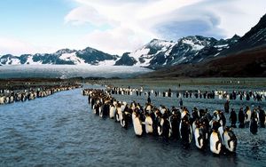 Превью обои пингвины, север, горы, стая, колония