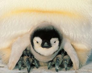 Превью обои пингвины, север, пингвинёнок, птенец
