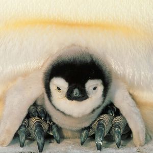 Превью обои пингвины, север, пингвинёнок, птенец