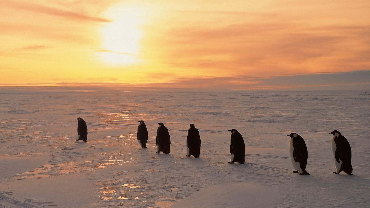 Обои пингвины, север, рассвет, зима, лёд, снег