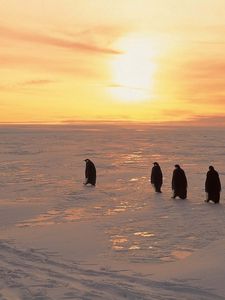 Превью обои пингвины, север, рассвет, зима, лёд, снег
