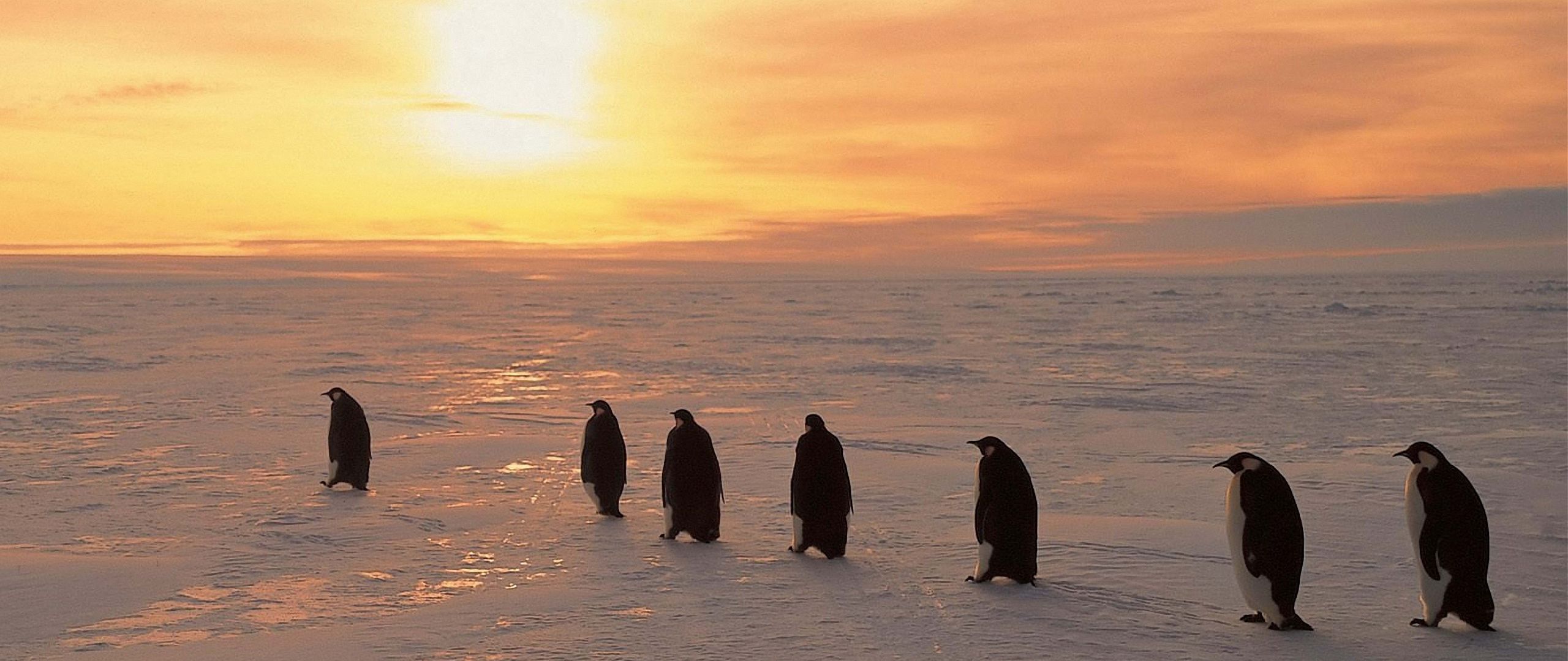 Пингвины на севере. Пингвины от севера к югу расположить. Пингвины идут стаей. Расположите пингвинов с севера на Юг.