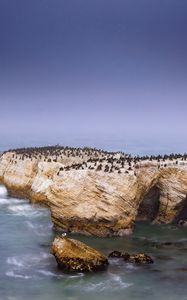 Превью обои пингвины, скала, остров, море, дикая природа