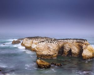 Превью обои пингвины, скала, остров, море, дикая природа