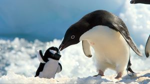 Превью обои пингвины, снег, детеныш, забота
