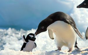 Превью обои пингвины, снег, детеныш, забота