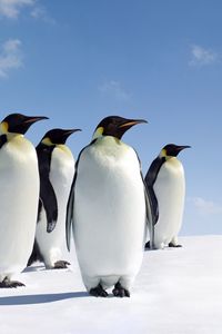Превью обои пингвины, снег, семья, прогулка