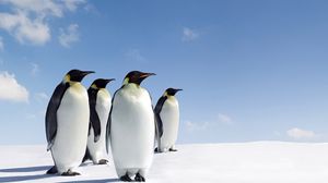Превью обои пингвины, снег, семья, прогулка