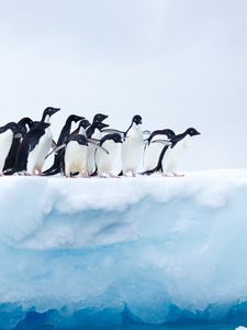 Превью обои пингвины, стая, лед, ледник, антарктида