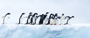 Превью обои пингвины, стая, лед, ледник, антарктида