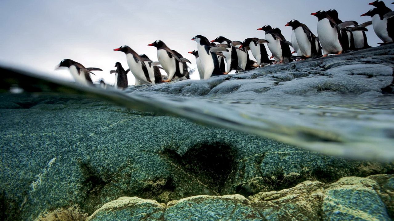 Обои пингвины, стая, полет, вода, камни