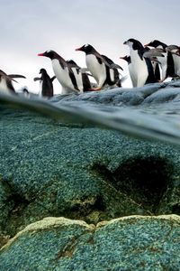 Превью обои пингвины, стая, полет, вода, камни