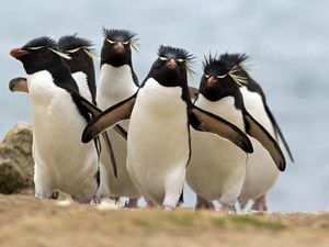 Превью обои пингвины, стая, прогулка, птицы, бежать