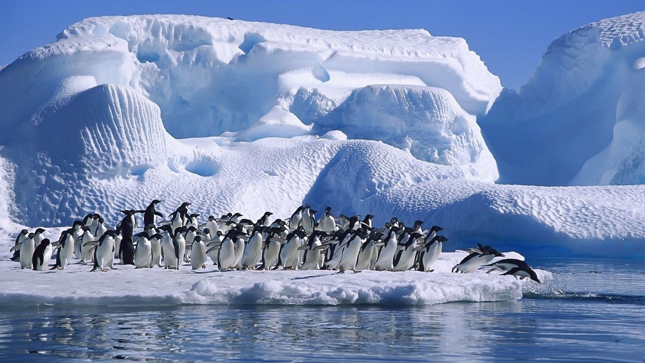 Обои пингвины, стая, прыжок, ледник, снег, антарктида