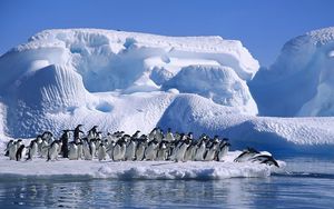 Превью обои пингвины, стая, прыжок, ледник, снег, антарктида