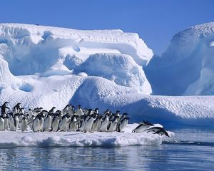 Превью обои пингвины, стая, прыжок, ледник, снег, антарктида