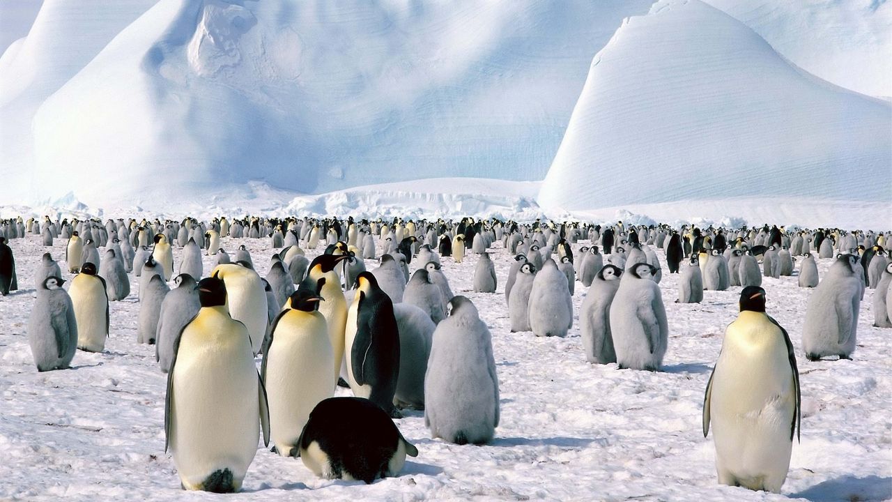 Обои пингвины, стая, север, снег, гора