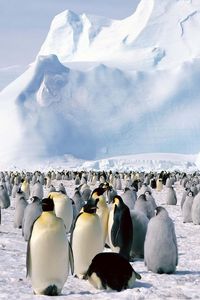 Превью обои пингвины, стая, север, снег, гора