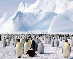 Превью обои пингвины, стая, север, снег, гора