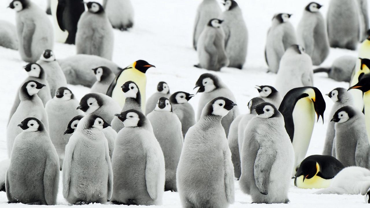 Обои пингвины, стая, снег, антарктида