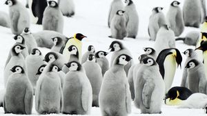 Превью обои пингвины, стая, снег, антарктида