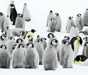 Превью обои пингвины, стая, снег, антарктида