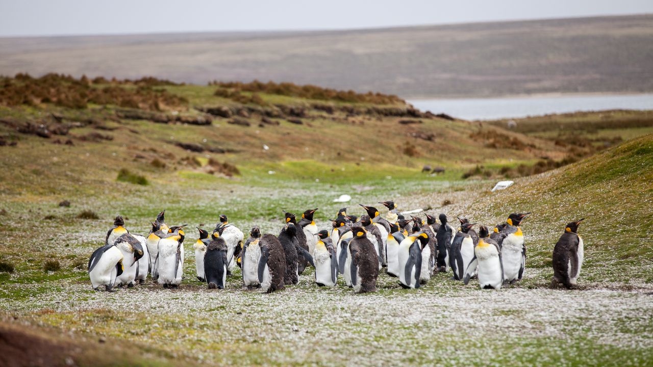 Обои пингвины, стая, трава, берег