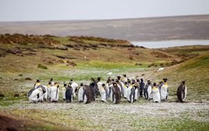 Превью обои пингвины, стая, трава, берег