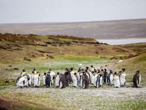 Превью обои пингвины, стая, трава, берег