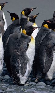 Превью обои пингвины, стая, вода, брызги, птицы
