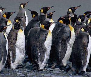 Превью обои пингвины, стая, вода, брызги, птицы