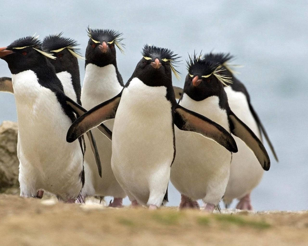 Смешные пингвины