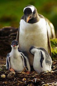 Превью обои пингвины, трава, птицы, пара