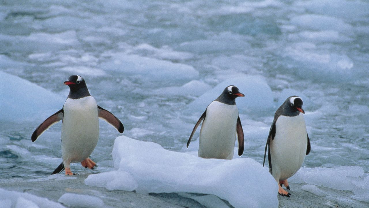 Обои пингвины, три, линукс, север