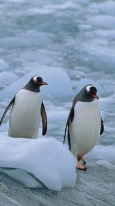 Превью обои пингвины, три, линукс, север