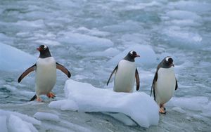 Превью обои пингвины, три, линукс, север