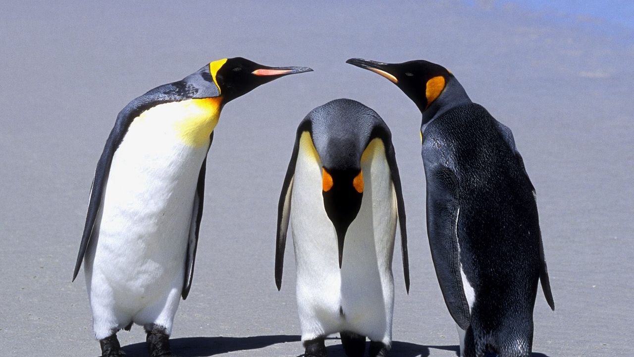 Обои пингвины, три, общение, тень