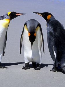 Превью обои пингвины, три, общение, тень