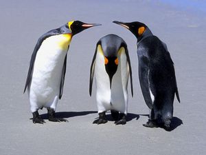 Превью обои пингвины, три, общение, тень