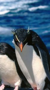 Превью обои пингвины, три, прогулка, вода